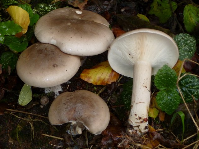 Clitocybe nebularis, Nebelgrauer Trichterling